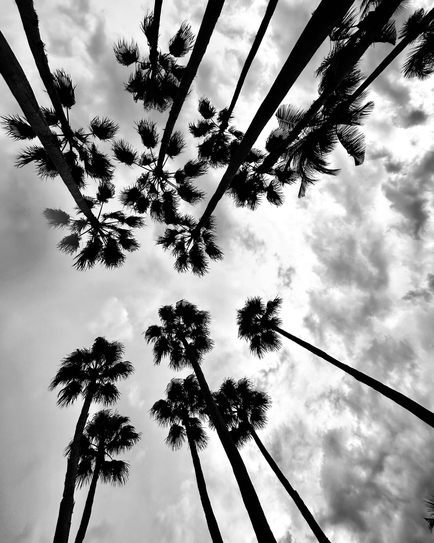 20 Palms