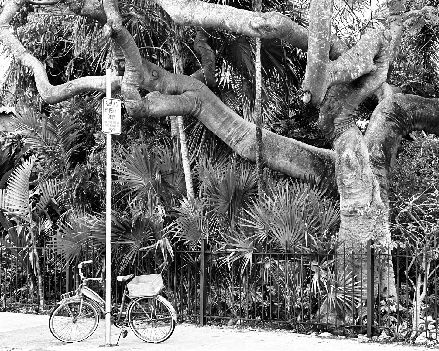 Frankies Bike