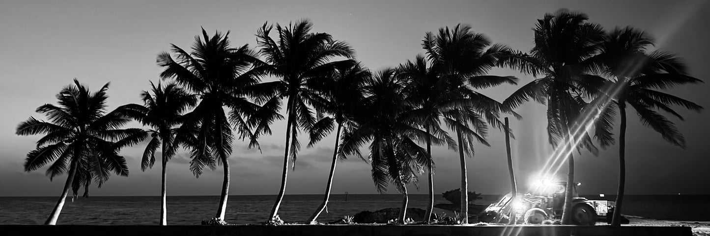 Night Palms