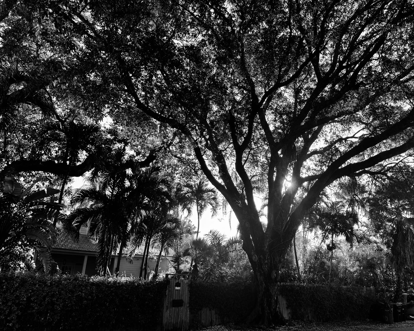 Waynes Tree House